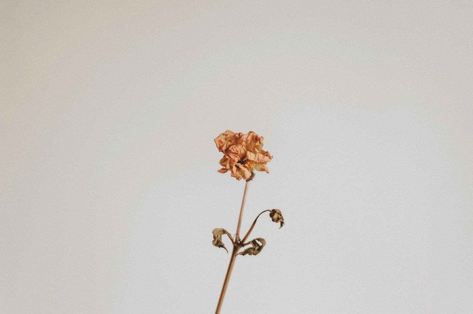 花と玄関